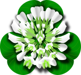 White Clover Flower